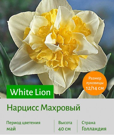  Махровый нарцисс (Narcissus double) White Lion